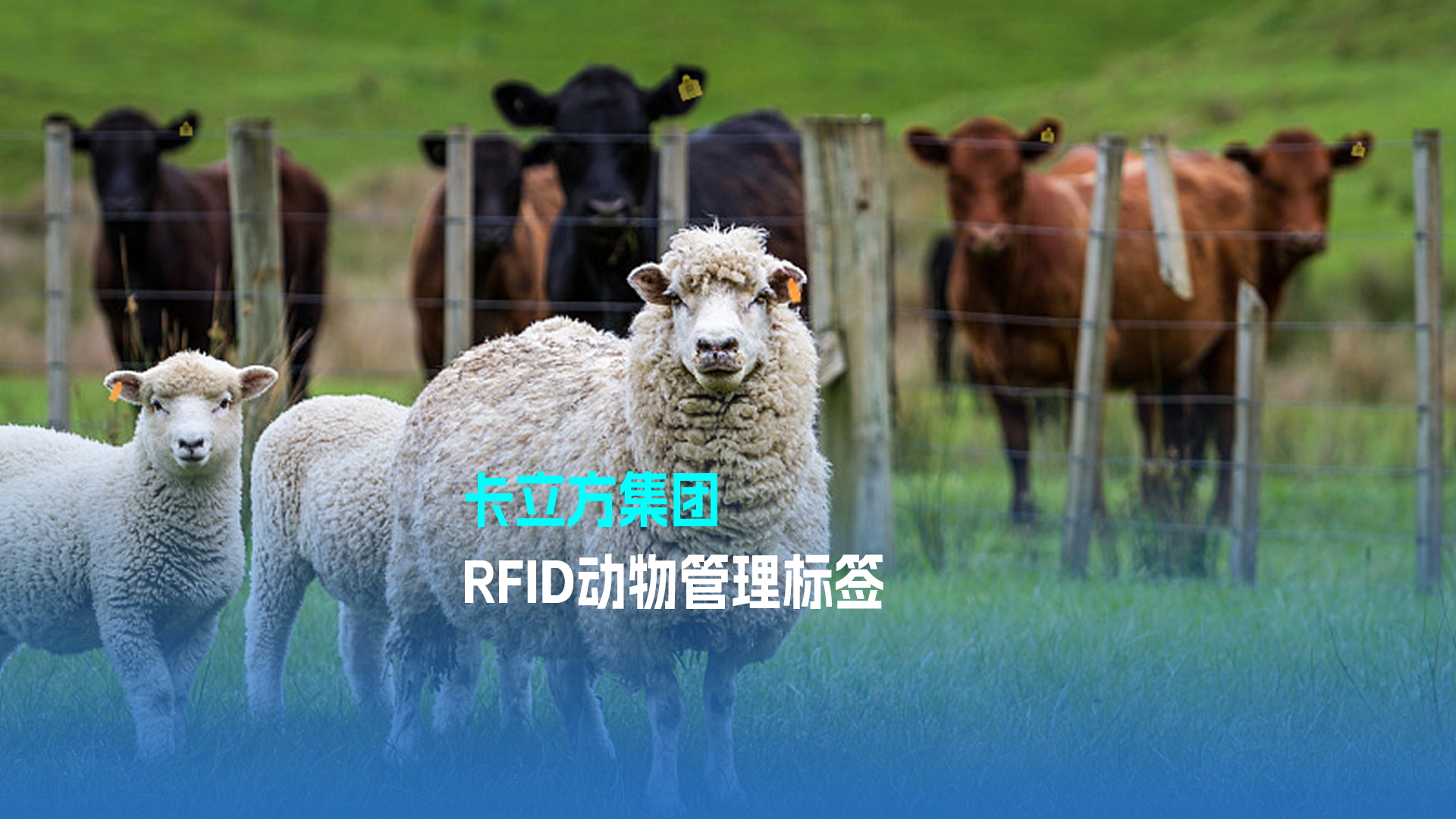 Ggpoker官网集团RFID动物治理标签 科技赋能现代畜牧业新篇章